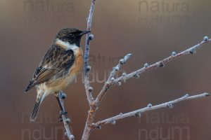 Photos of European Stonechat (Saxicola rubicola)