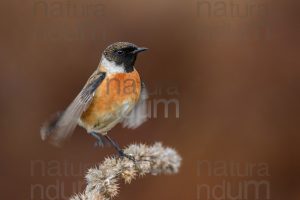 Photos of European Stonechat (Saxicola rubicola)