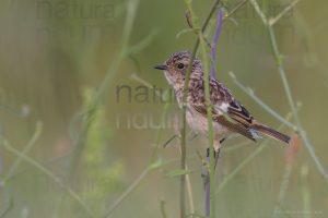 Photos of European Stonechat (Saxicola rubicola)