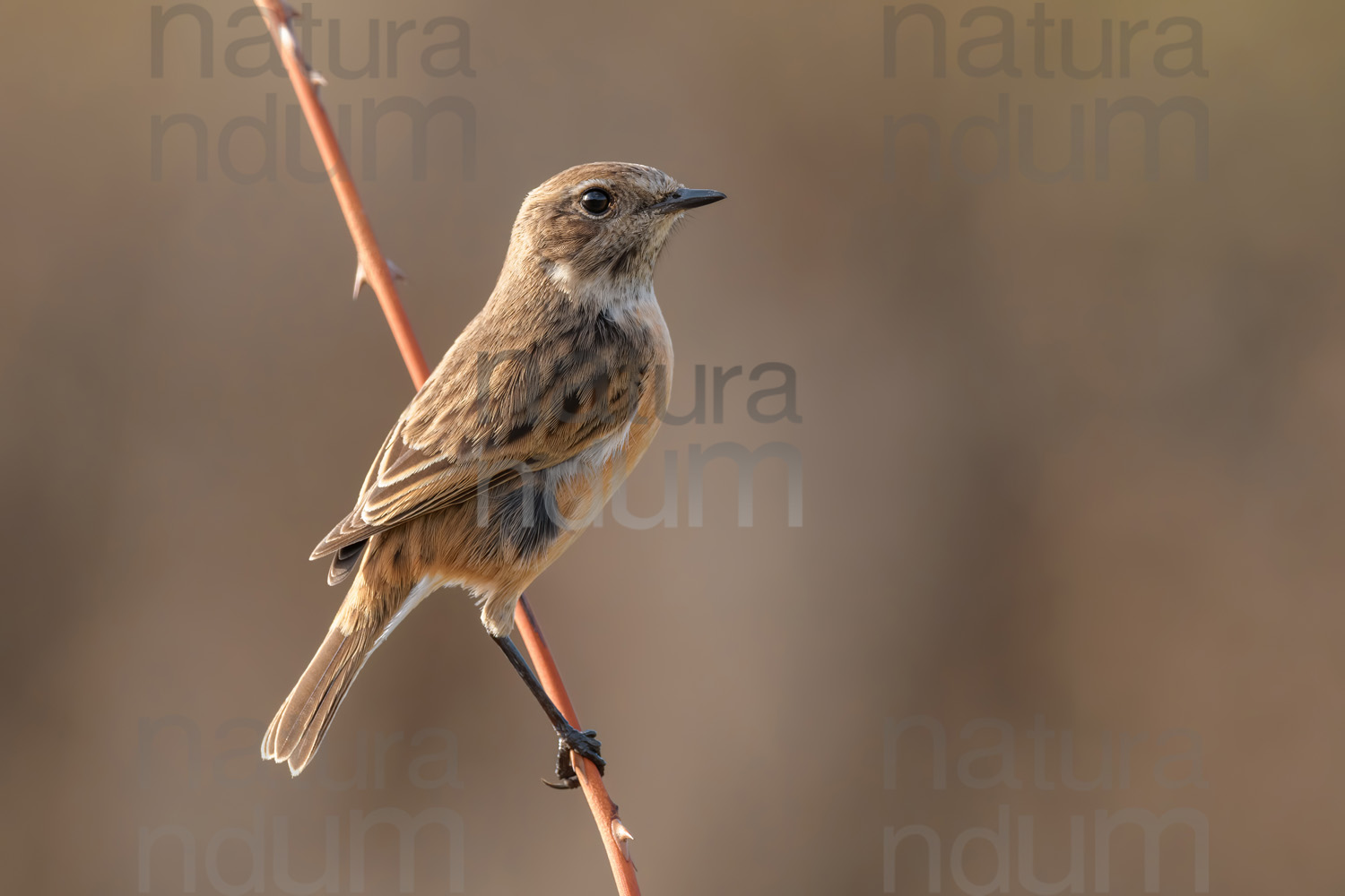 Foto di Saltimpalo (Saxicola rubicola)