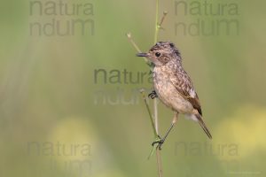 Photos of European Stonechat (Saxicola rubicola)