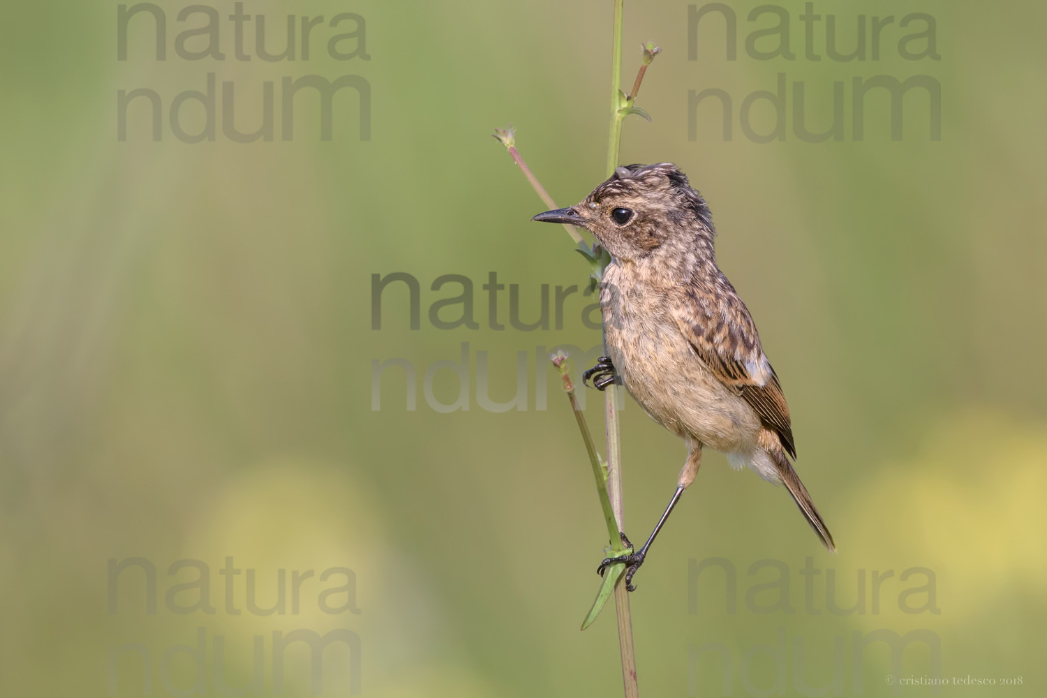 Foto di Saltimpalo (Saxicola rubicola)