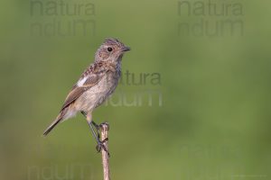 Photos of European Stonechat (Saxicola rubicola)