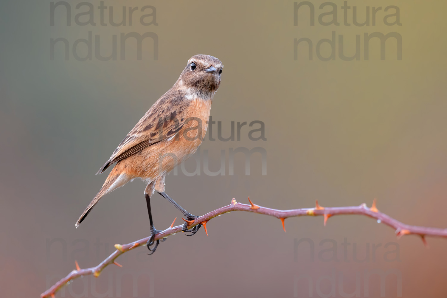 Photos of European Stonechat (Saxicola rubicola)