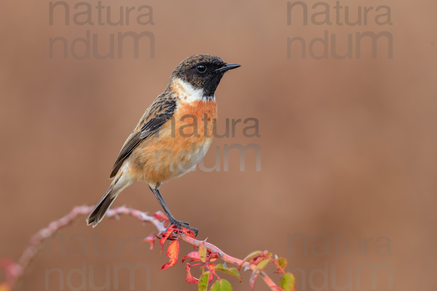 Foto di Saltimpalo (Saxicola rubicola)