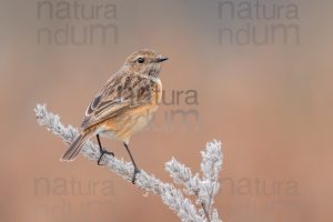 Photos of European Stonechat (Saxicola rubicola)