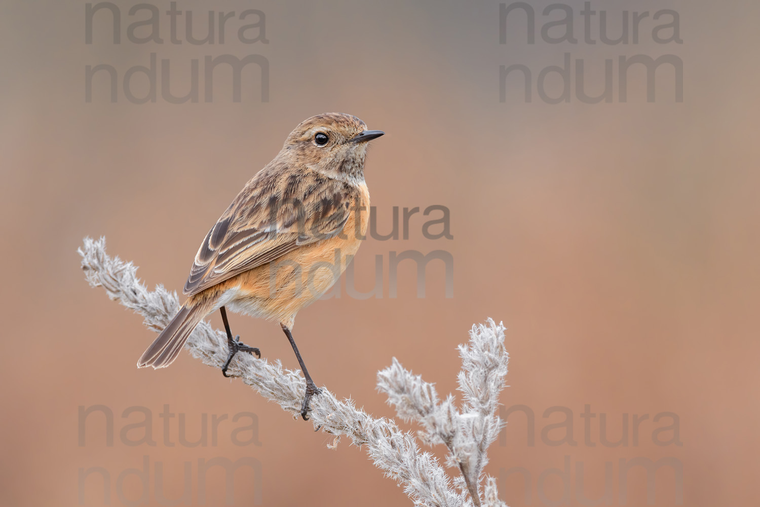 Foto di Saltimpalo (Saxicola rubicola)