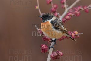 Photos of European Stonechat (Saxicola rubicola)