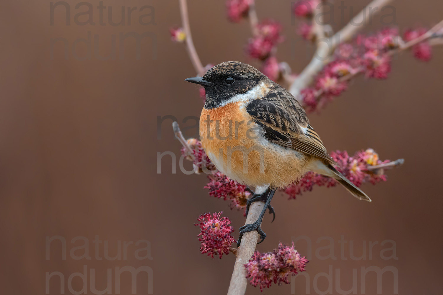 Foto di Saltimpalo (Saxicola rubicola)