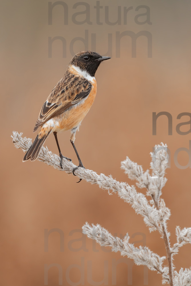 Foto di Saltimpalo (Saxicola rubicola)