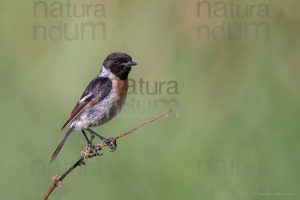 Photos of European Stonechat (Saxicola rubicola)