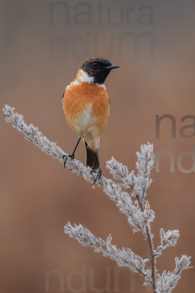 Foto di Saltimpalo (Saxicola rubicola)