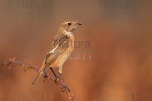 Photos of European Stonechat (Saxicola rubicola)