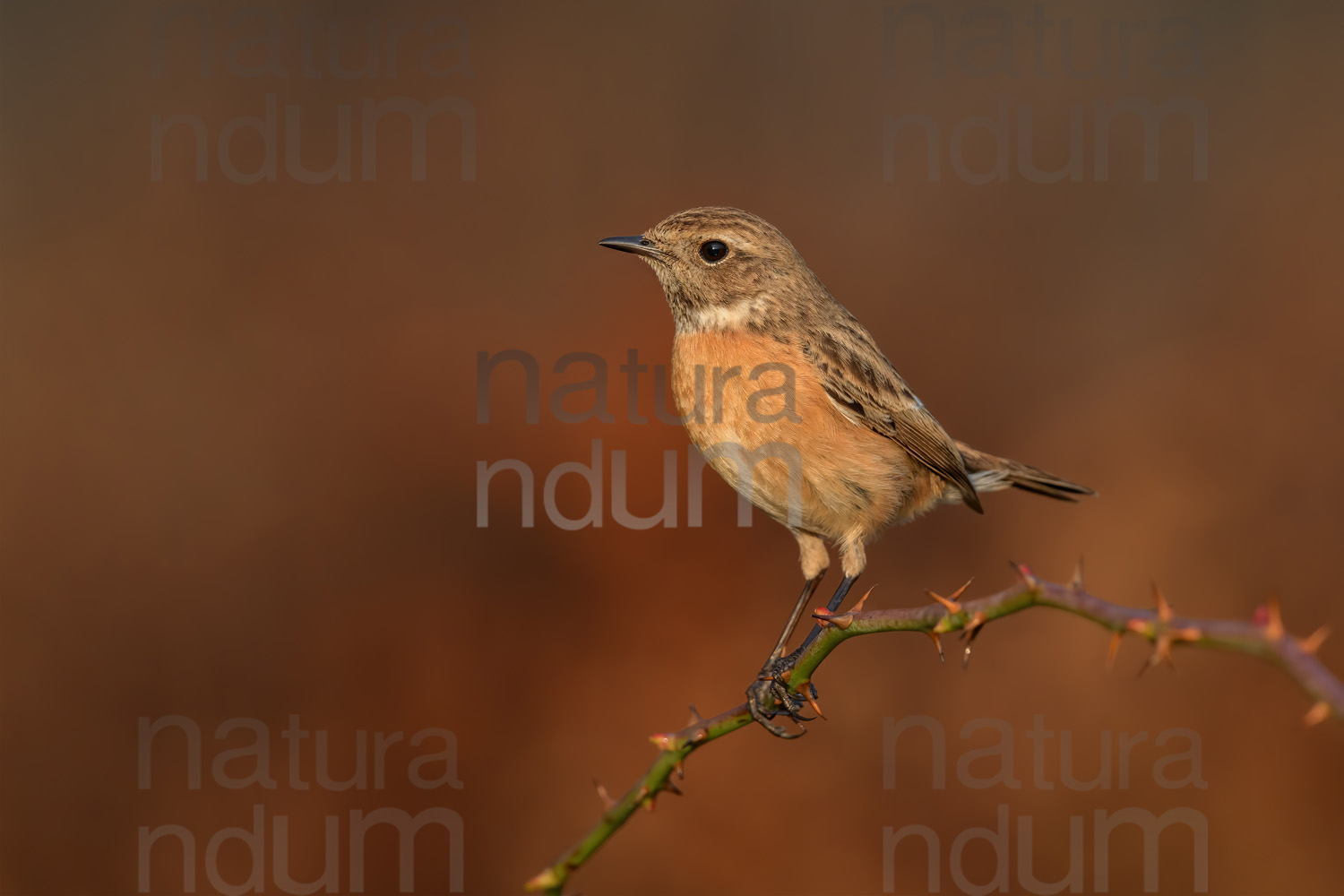 Photos of European Stonechat (Saxicola rubicola)