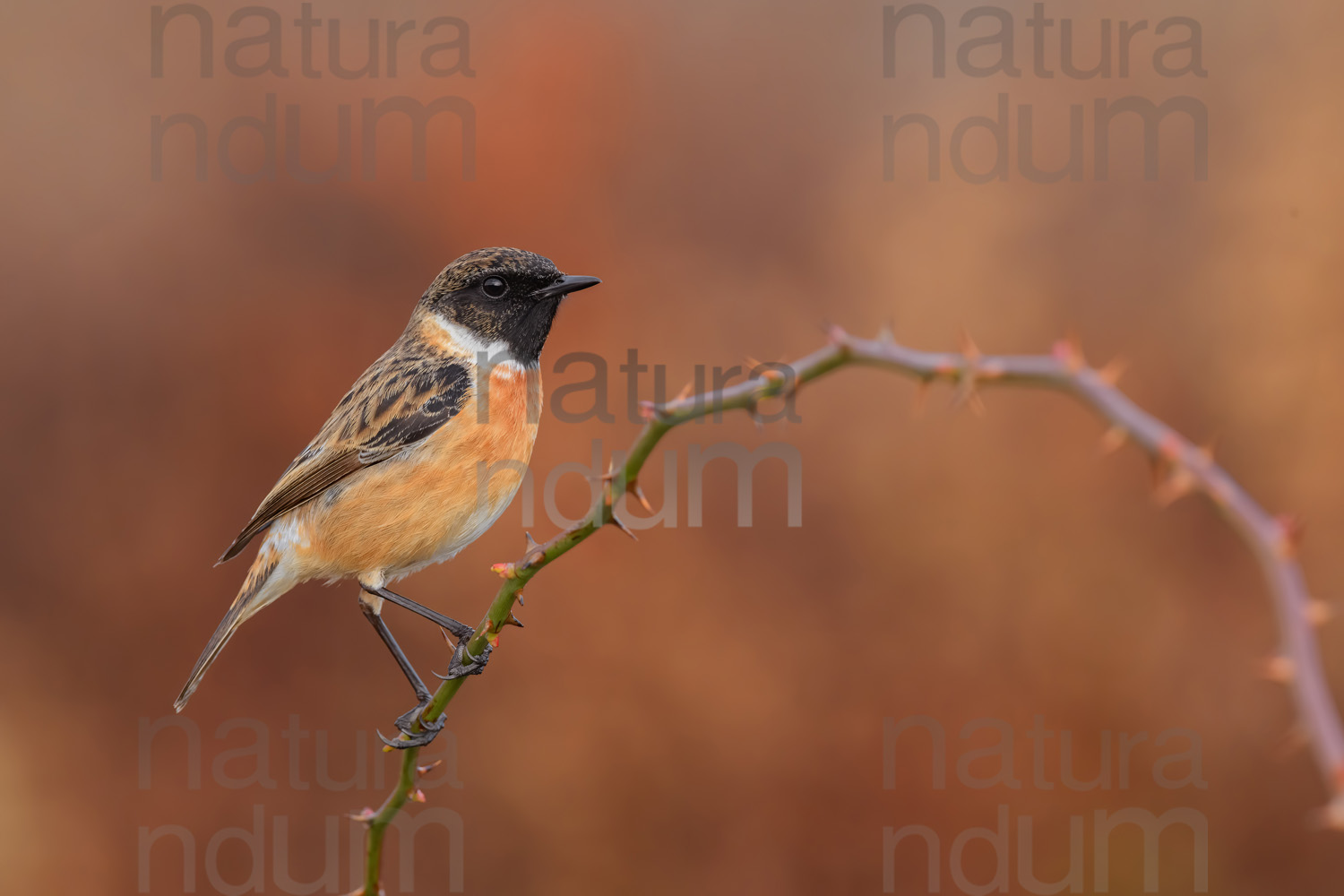 Foto di Saltimpalo (Saxicola rubicola)