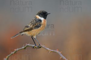 Photos of European Stonechat (Saxicola rubicola)