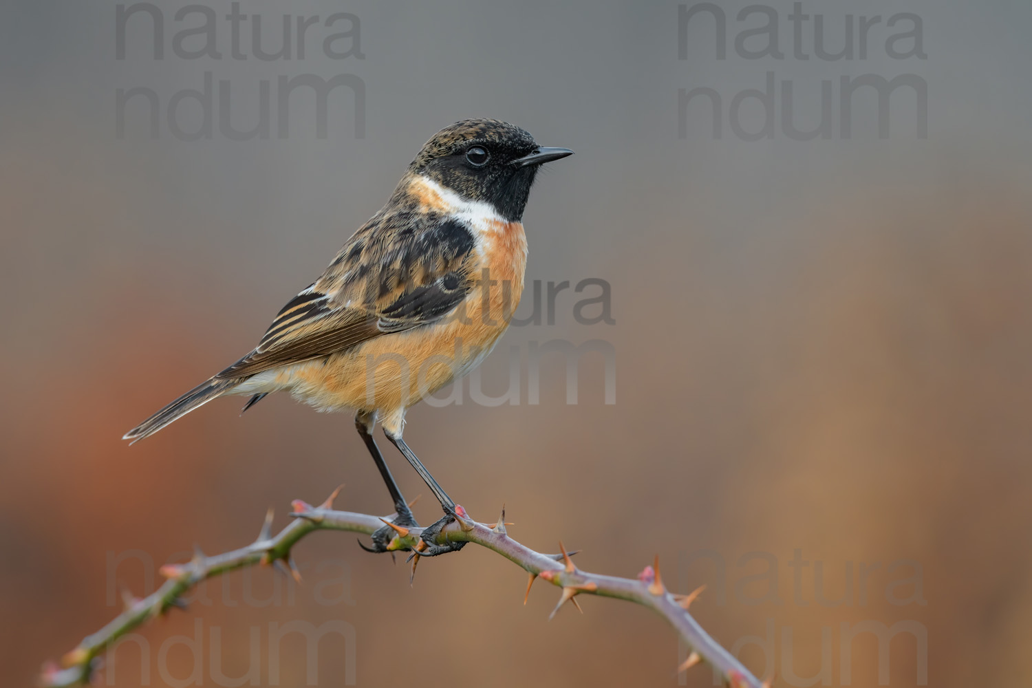 Foto di Saltimpalo (Saxicola rubicola)