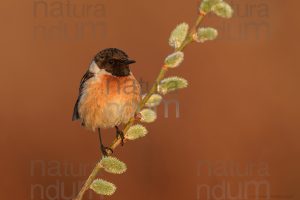 Photos of European Stonechat (Saxicola rubicola)