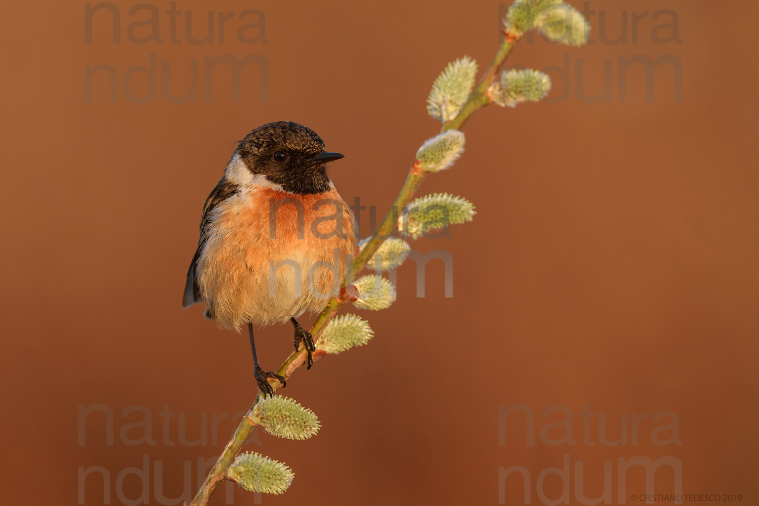 Foto di Saltimpalo (Saxicola rubicola)