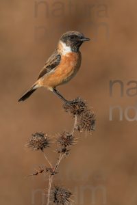 Photos of European Stonechat (Saxicola rubicola)