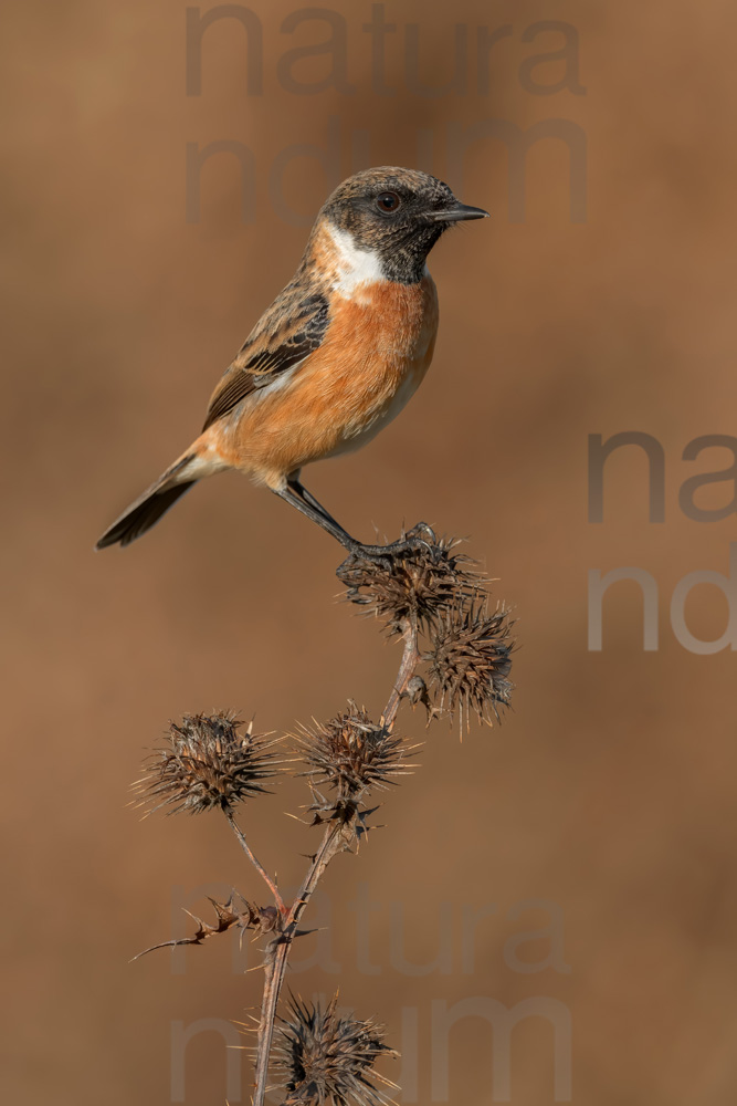 Foto di Saltimpalo (Saxicola rubicola)