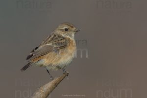 Photos of European Stonechat (Saxicola rubicola)