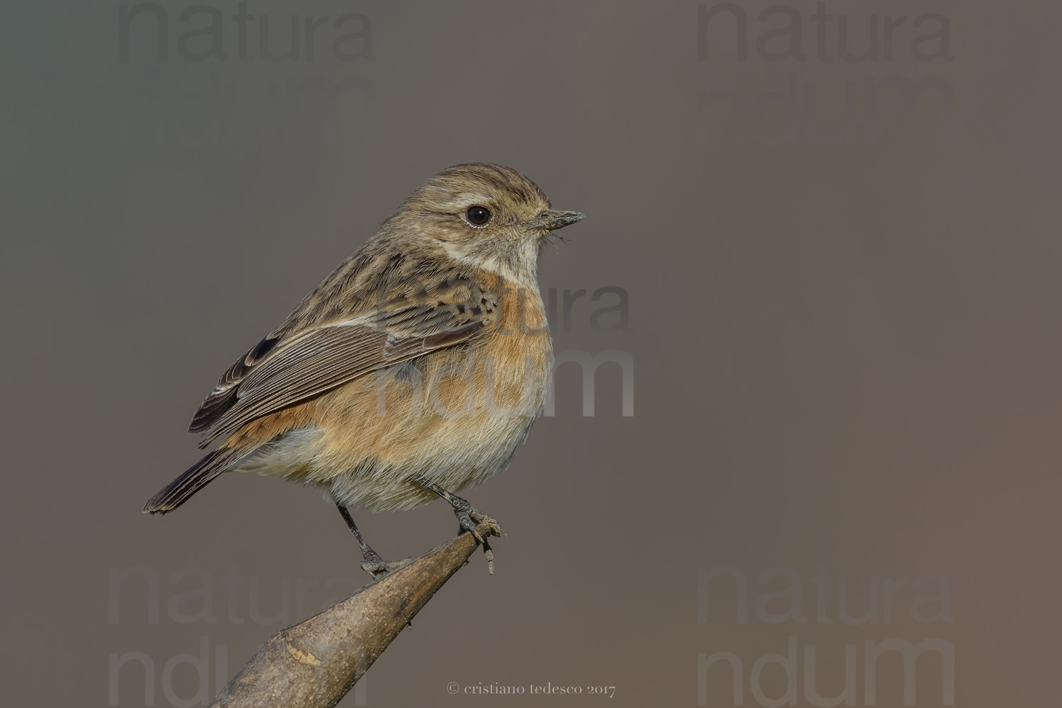 Foto di Saltimpalo (Saxicola rubicola)