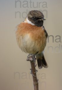 Photos of European Stonechat (Saxicola rubicola)