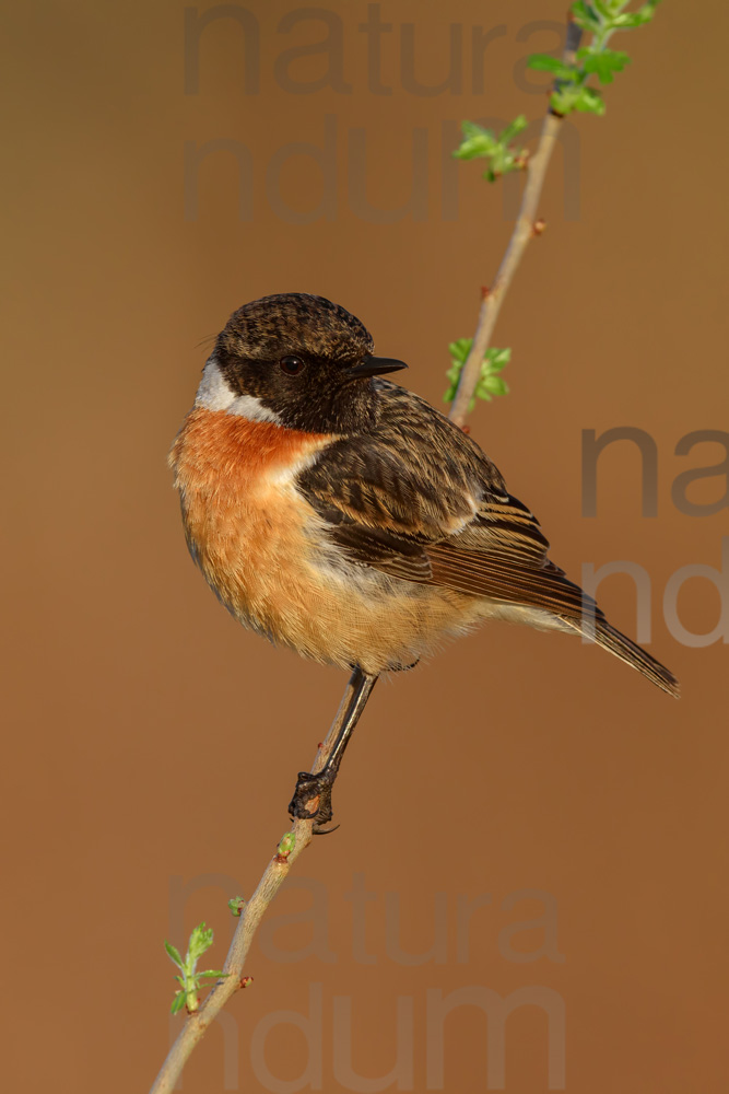 Foto di Saltimpalo (Saxicola rubicola)