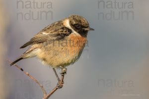 Photos of European Stonechat (Saxicola rubicola)