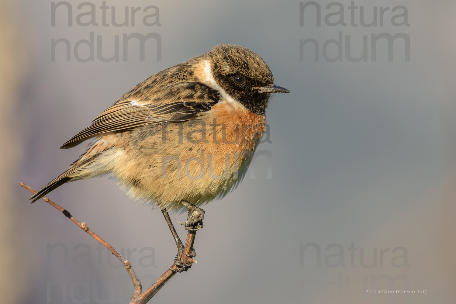 Foto di Saltimpalo (Saxicola rubicola)