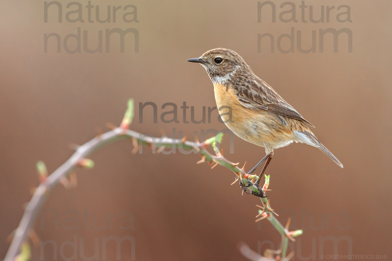 Foto di Saltimpalo (Saxicola rubicola)