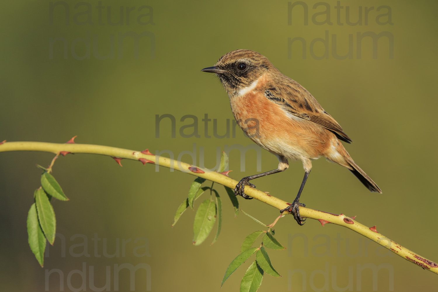 Foto di Saltimpalo (Saxicola rubicola)