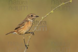 Photos of European Stonechat (Saxicola rubicola)