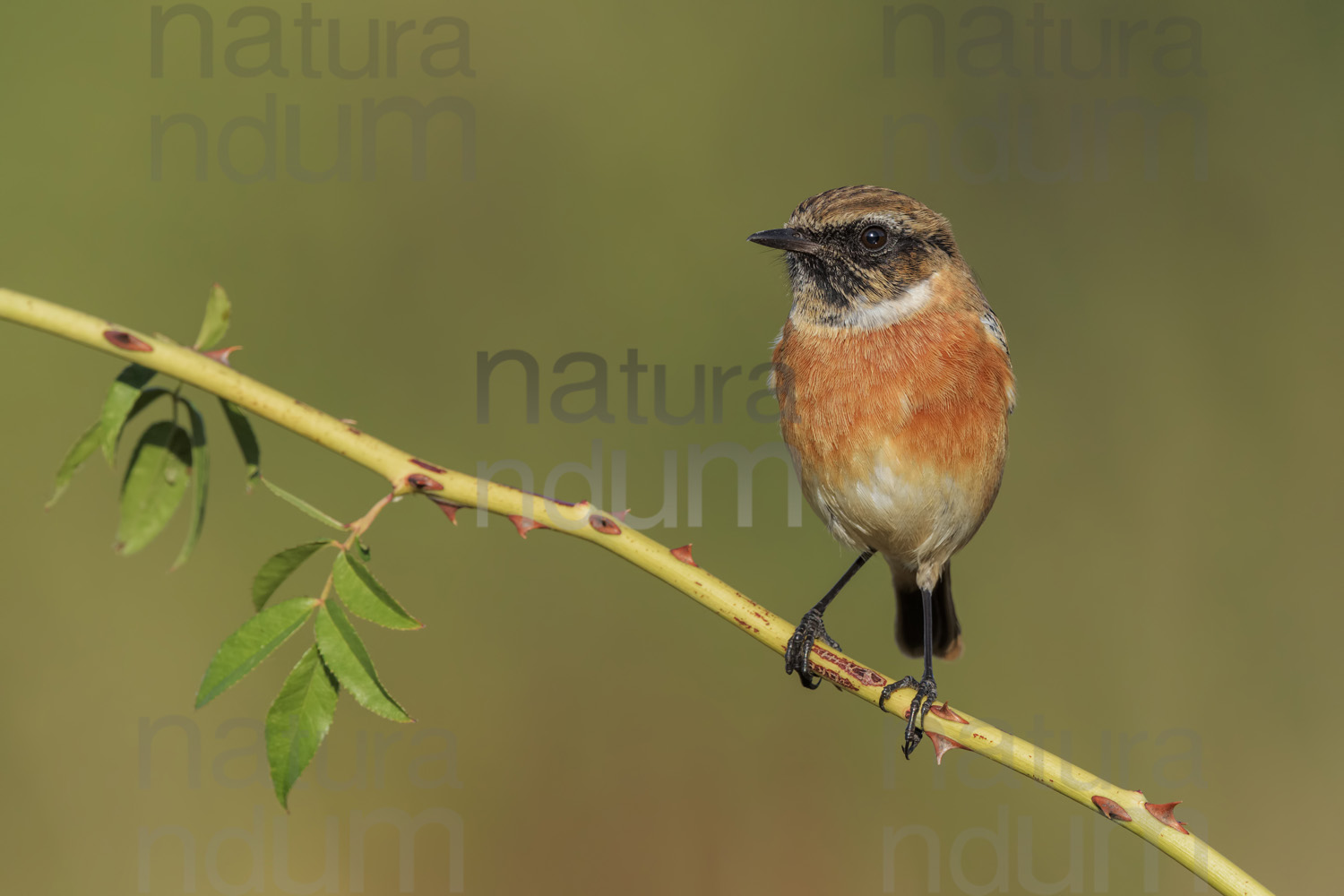 Foto di Saltimpalo (Saxicola rubicola)