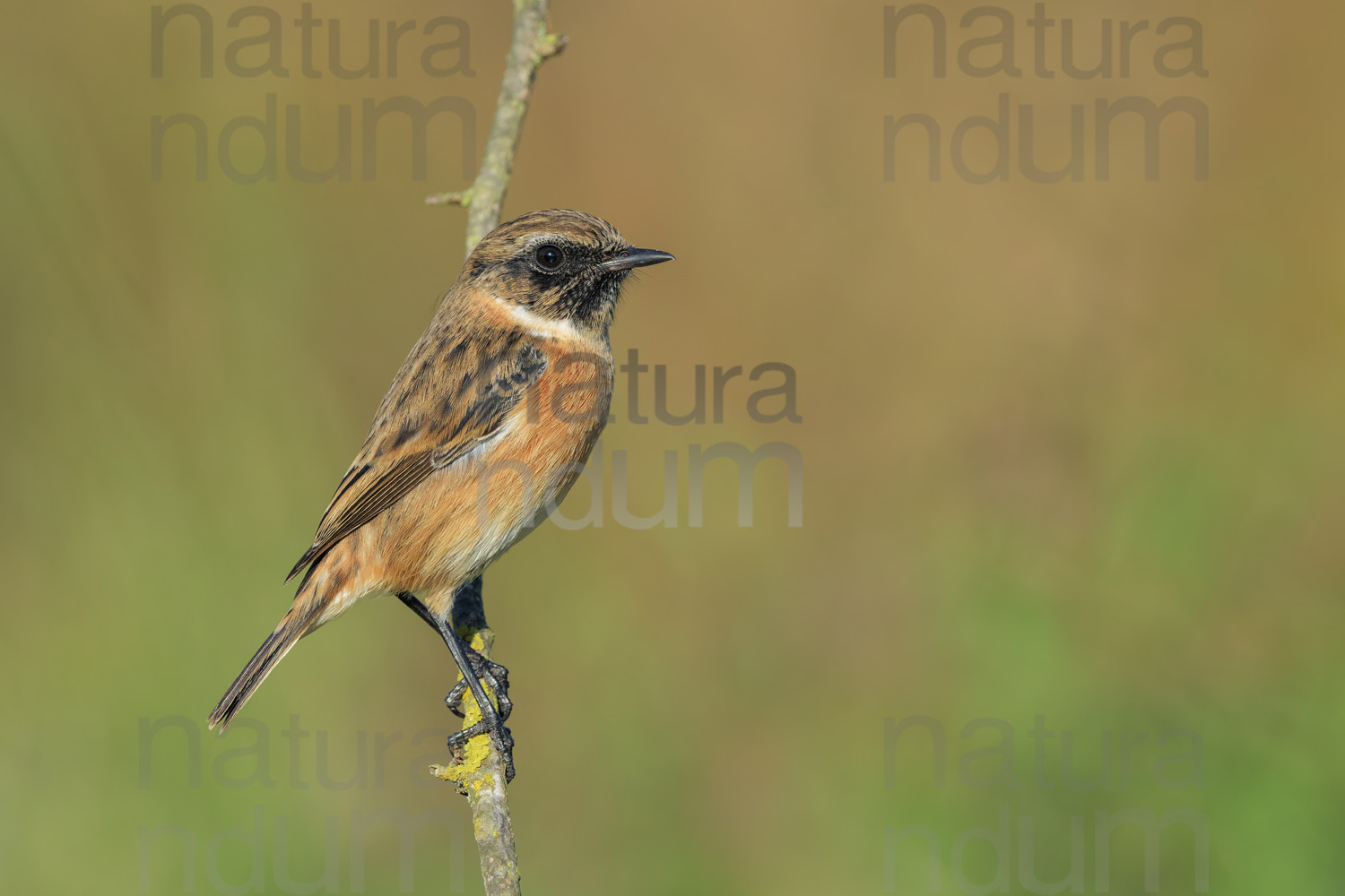 Foto di Saltimpalo (Saxicola rubicola)