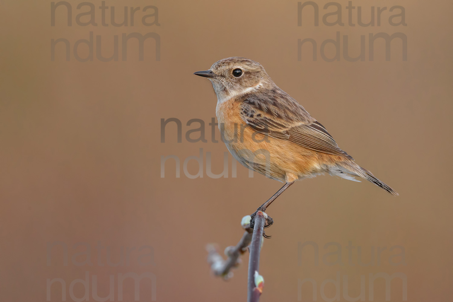 Foto di Saltimpalo (Saxicola rubicola)