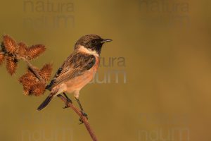 Photos of European Stonechat (Saxicola rubicola)