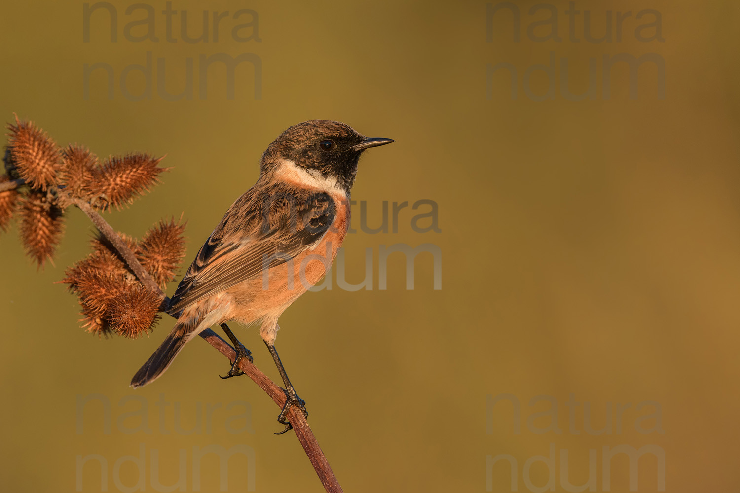 Foto di Saltimpalo (Saxicola rubicola)