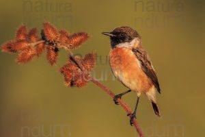 Photos of European Stonechat (Saxicola rubicola)