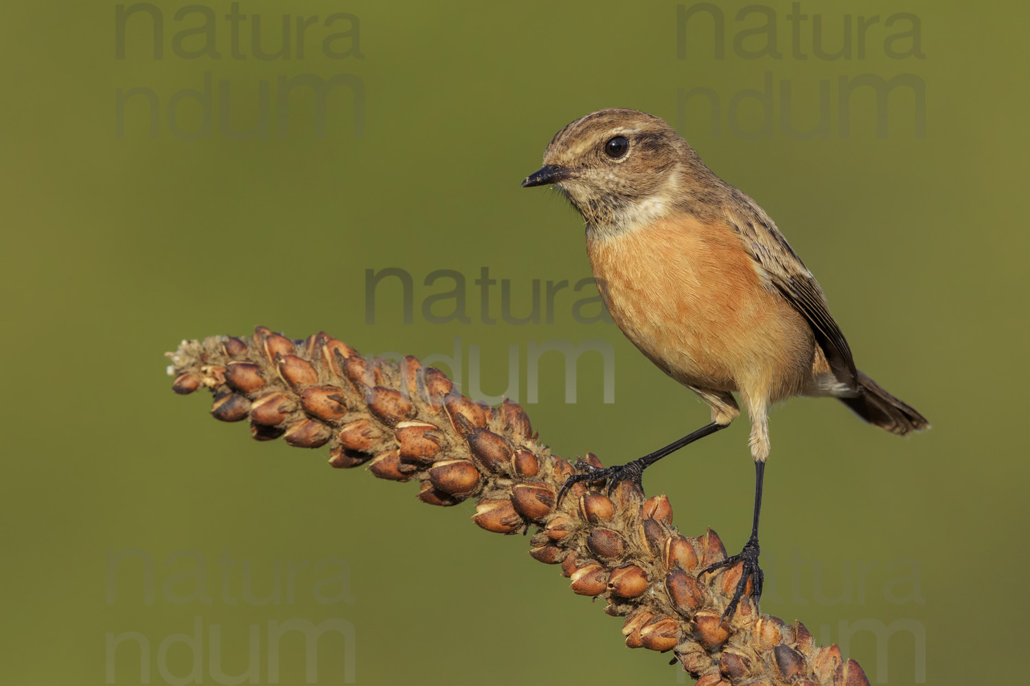 Photos of European Stonechat (Saxicola rubicola)