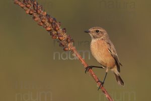 Foto di Saltimpalo (Saxicola rubicola)