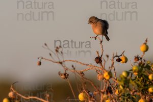 Photos of European Stonechat (Saxicola rubicola)