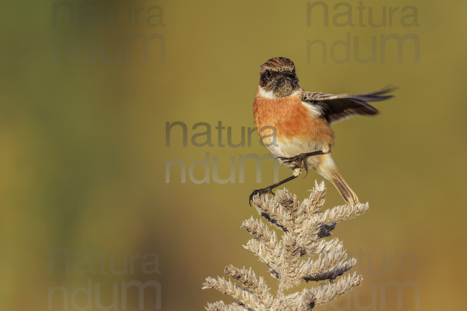 Foto di Saltimpalo (Saxicola rubicola)