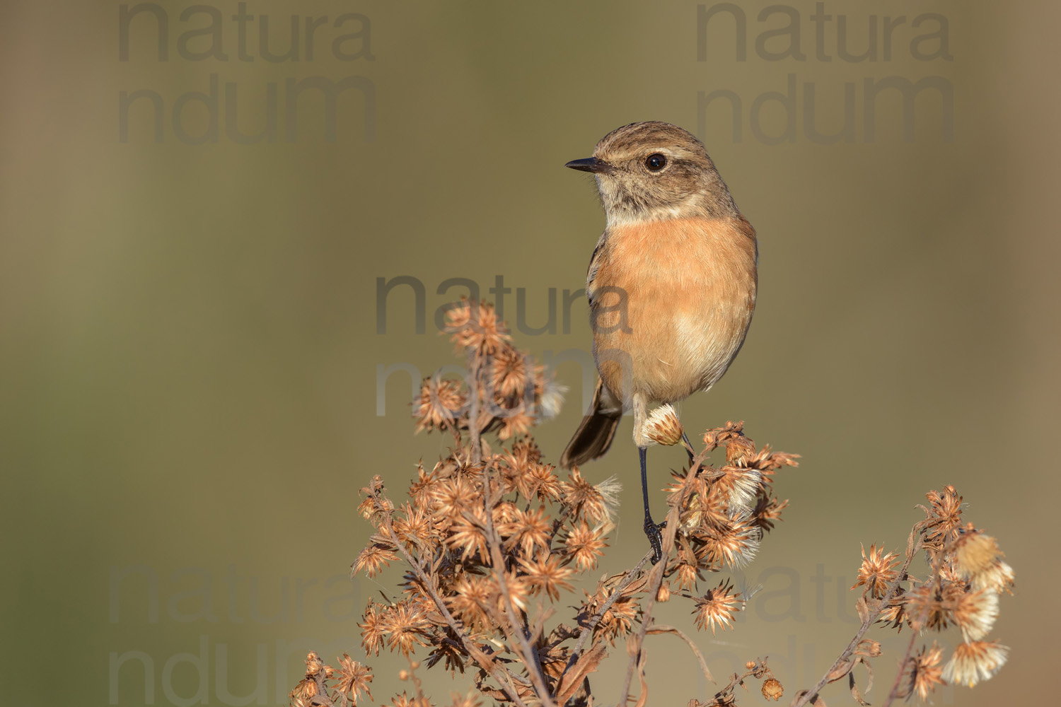 Foto di Saltimpalo (Saxicola rubicola)