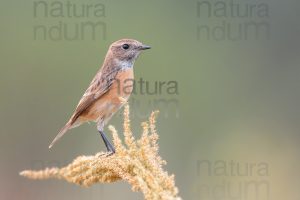 Foto di Saltimpalo (Saxicola rubicola)