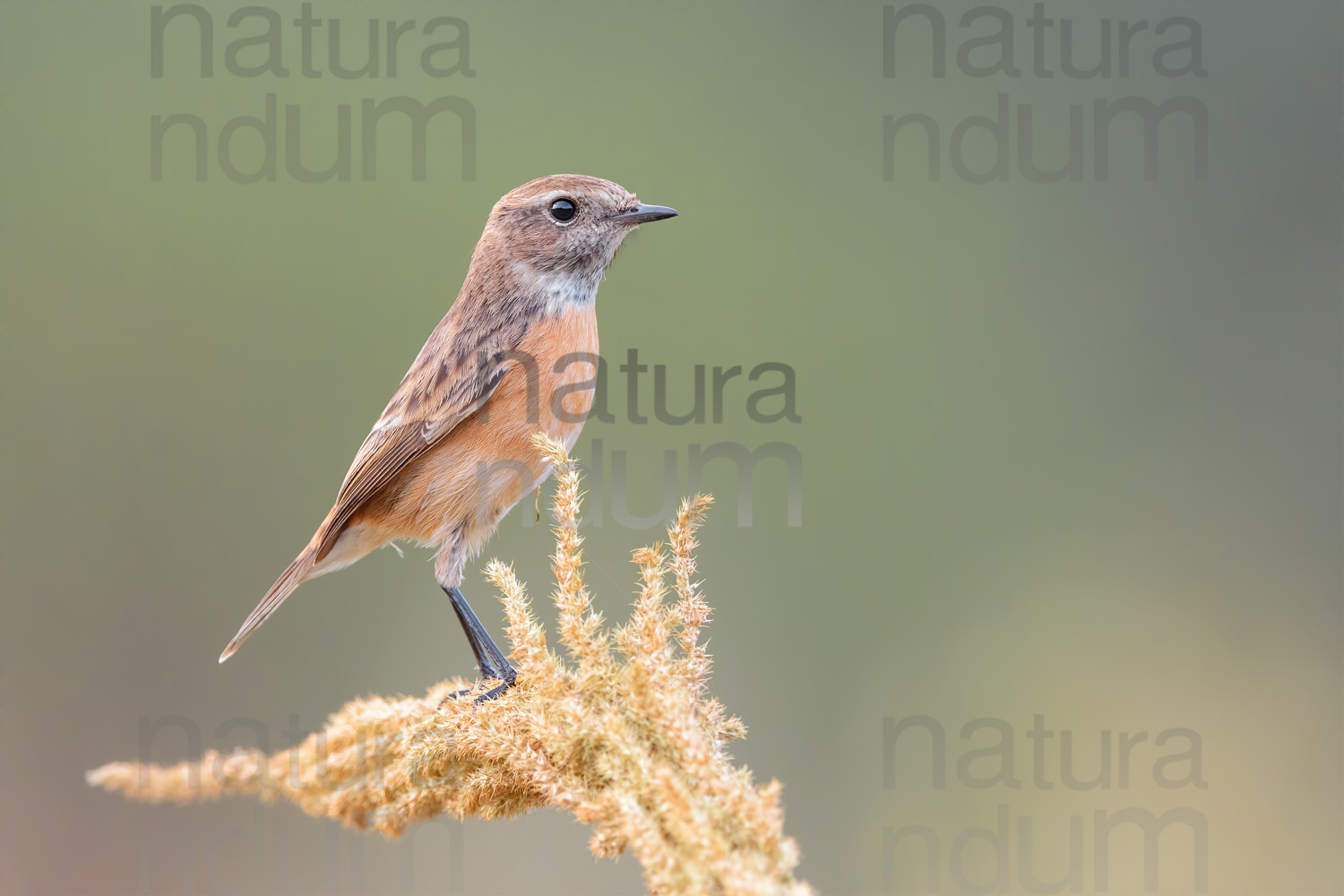 Foto di Saltimpalo (Saxicola rubicola)