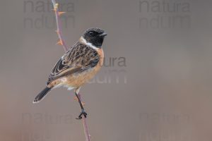 Foto di Saltimpalo (Saxicola rubicola)