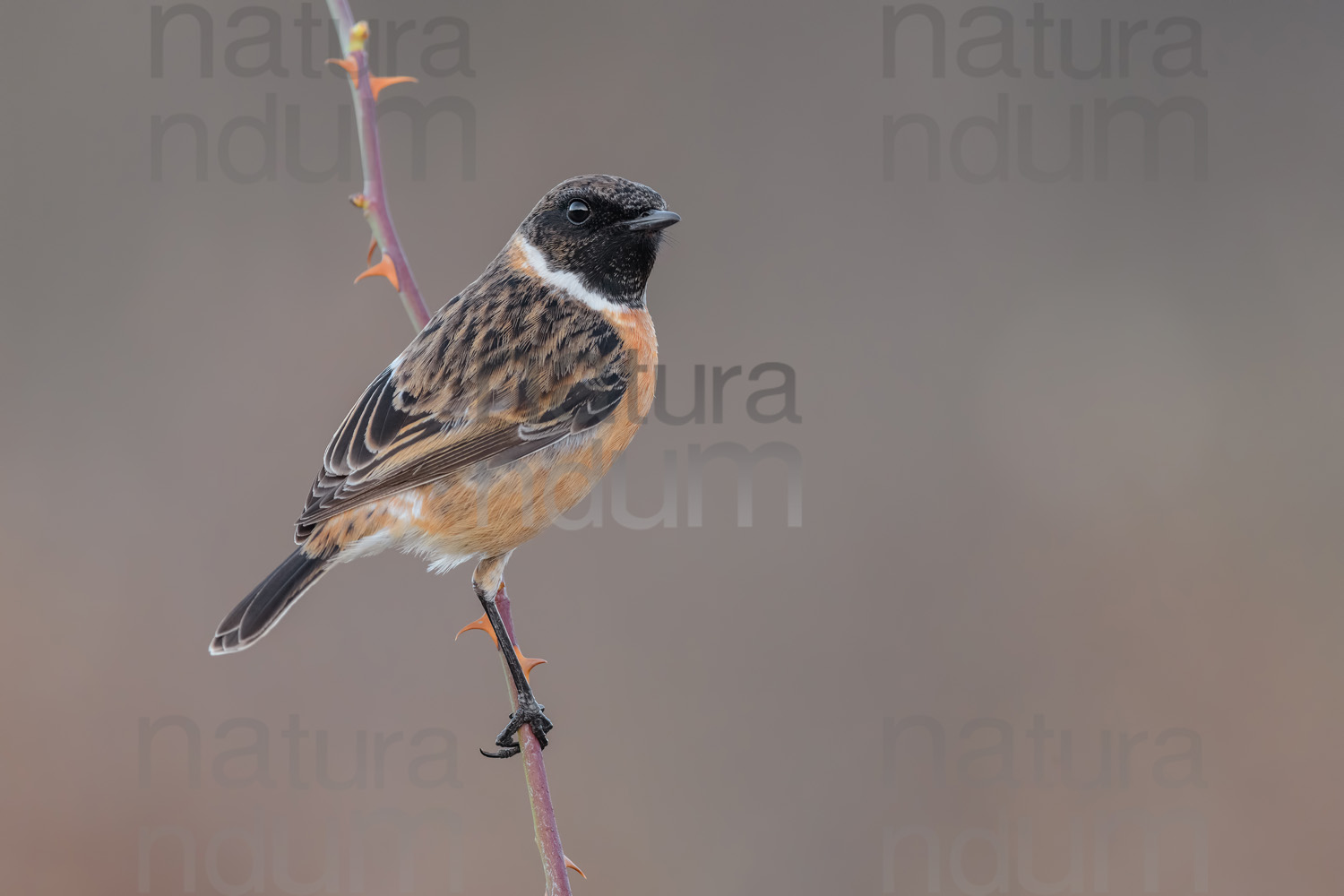 Photos of European Stonechat (Saxicola rubicola)