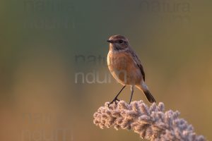 Foto di Saltimpalo (Saxicola rubicola)